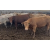 Image 6 : Wyatt & Meg Isaacson - 886# April Delivery Steers - 133 Head (Killdeer, SK)