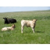 Image 15 : Circus Coulee Cattle - 550# November Delivery Steer Calves - 100 Head (Dorothy, AB) 