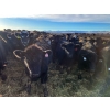 Image 5 : East Wind Farms - 960# January Weaned Steers - 140 Head (High River, AB)