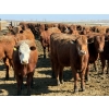Image 11 : Van Hal Livestock Inc. - 725# May Delivery Heifers - 228 Head (Seven Persons, AB)