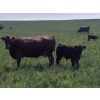 Image 5 : Colby Simpson - 670# November Delivery Steer Calves - 70 Head (Eagle Hill, AB)