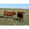 Image 2 : Jones Hereford Ranch - 690# October Delivery Steer Calves - 82 Head (Balzac, AB)