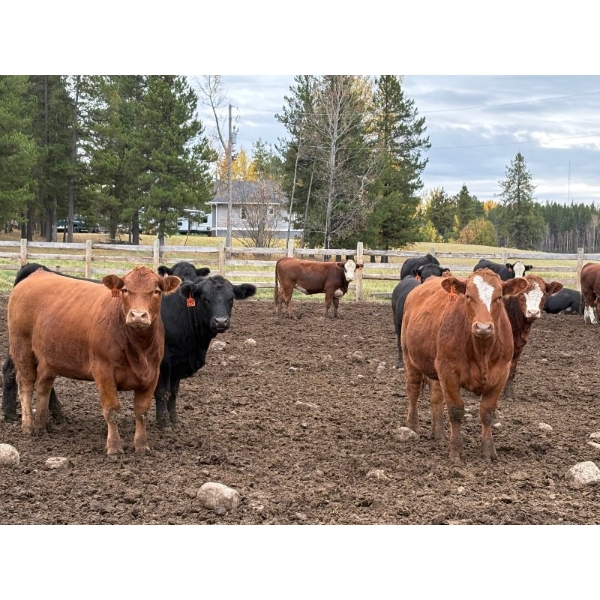 Avos Farms - 970# October Delivery Heifers - 64 Head (MacKay, AB)