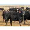 Image 12 : 9X Enterprises - 750# April Delivery Steers - 135 Head (Millicent, AB)