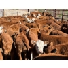 Image 3 : Twin Diamond Ranch - 625# October Delivery Heifer Calves - 30 Head (Logan Lake, BC)