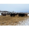 Image 3 : Four Harts Cattle Co. - 890# March Delivery Heifers - 70 Head (Vermilion, AB)