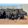 Image 3 : Boggy Springs Ranch - 975# September Delivery Grass Heifers - 45 Head (Maple Creek, SK)