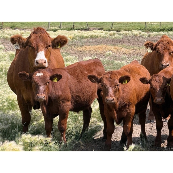Ben Penner - 700# October Delivery Steer Calves - 50 Head (Purple Springs, AB)