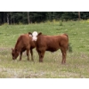 Image 2 : Terry & Dixie Viney, Garth Dorin - 700# October Delivery Steer Calves - 90 Head (Olds, AB)