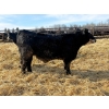 Image 5 : Rose Creek Ranch - 1000# April Delivery Steers - 150 Head (Alder Flats, AB) 