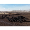 Image 5 : Lobo Ranching - 746# March Delivery Heifers - 80 Head (Madden, AB)