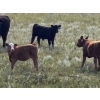 Image 11 : Garvin Kostal - 625# November Delivery Steer Calves - 95 Head (Spring Valley, SK)
