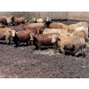 Image 5 : Lesher Lane Enterprises - 910# June/July Delivery Heifers - 204 Head (Lacombe, AB)