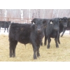 Image 7 : Martin DeVos - 675# March Delivery Steers - 95 Head (Fork River, MB) ***ADDED LOT***