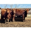 Image 3 : Greybanks Ranch - 870# April Delivery Steers - 110 Head (Three Hills, AB)