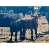 Image 4 : Schunicht Farms - 700# Dec/Jan Delivery Weaned Steers - 80 Head (Strathmore, AB)