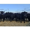 Image 1 : C & D Sewall - 6 Black Cows (Pen 431 - 433)