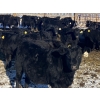 Image 7 : Rock Creek Cattle Co. Ltd. - 560# December Delivery Weaned Steers - 72 Head (Nanton, AB) VBP+