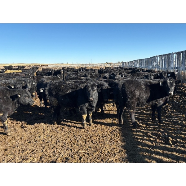 Vern Hambling - 800# February Delivery Heifers - 243 Head (High River, AB)
