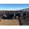 Image 1 : Vern Hambling - 800# February Delivery Heifers - 243 Head (High River, AB)