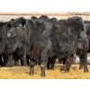 Image 11 : Leon Torkelson - 30 Black Replacement Heifers (Millicent, AB)