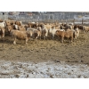 Image 3 : Bauer Ranching - 910# February Delivery Steers - 205 Head (Hilda, AB)