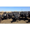 Image 5 : Ripple Rock Ranch - 690# April/May Delivery Heifers - 90 Head (Fincastle, AB)