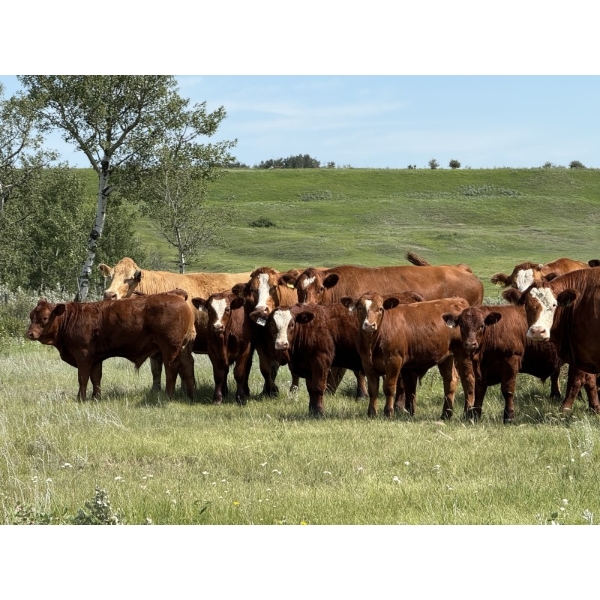 Centreview Farms Ltd & Darcy Wold - 780# October Delivery Steer Calves - 80 Head (Mirror, AB)