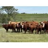 Image 1 : Centreview Farms Ltd & Darcy Wold - 780# October Delivery Steer Calves - 80 Head (Mirror, AB)