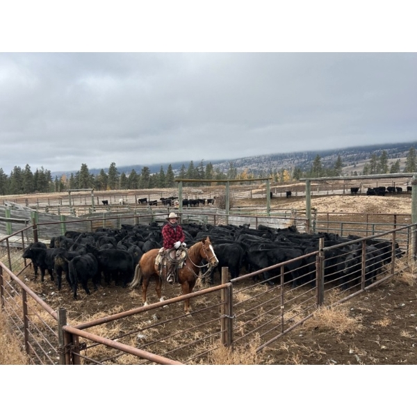 Nicola Ranch - 650# November Delivery Steer Calves - 280 Head (Merritt, BC) VBP+