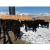 Image 1 : Antelope Butte Ranch - 842# March Delivery Steers - 70 Head (Lundbreck, AB) VBP+
