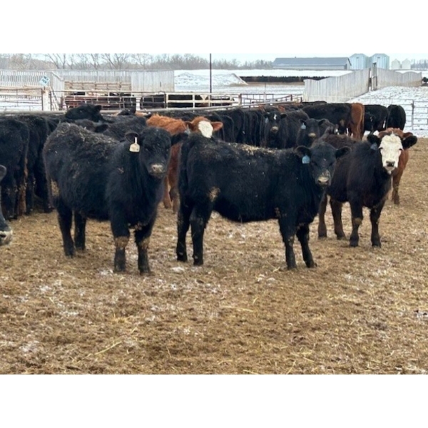 Little Rainbow Ranch - 750# May Delivery Heifers - 162 Head (Moosomin, SK)