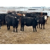 Image 1 : Little Rainbow Ranch - 750# May Delivery Heifers - 162 Head (Moosomin, SK)