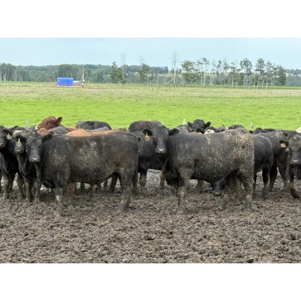 Jason Szymanek - 890# July/Aug Delivery Heifers - 140 Head (Stauffer, AB)