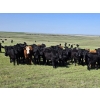 Image 2 : Twin Bridges Ranch - 800# August Delivery Grass Heifers - 160 Head (Maple Creek, SK)