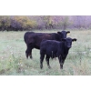 Image 5 : Cam Taylor/Trevor Campbell - 515# November Delivery Steer Calves - 170 Head (Wolseley, SK)