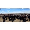Image 7 : Cattlewood Farms Ltd. - 675# May Delivery Heifers - 170 Head (Swalwell, AB)