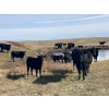 Image 6 : TNT Cattle Co. Ltd. - 500# October Delivery Steer Calves - 95 Head (Manyberries, AB)