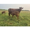 Image 11 : Malarky Farms - 20 Red/Red X Cow/Calf Pairs (Newdale, MB)