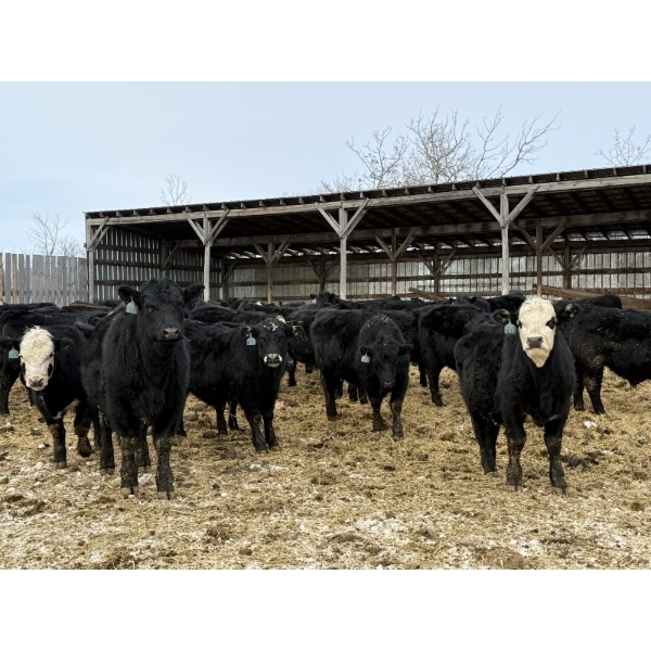 Kristjanson Farms - 900# February Delivery Steers - 68 Head (Foam Lake, SK)