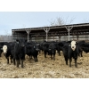 Image 1 : Kristjanson Farms - 790# February Delivery Steers - 35 Head (Foam Lake, SK)