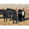 Image 6 : Drew Bayes - 675# Jan/Feb Delivery Steers - 87 Head (Trochu, AB)