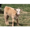 Image 8 : Sand Creek Enterprises - 630# October Delivery Steer Calves - 46 Head (Duchess, AB)