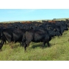 Image 9 : JT Cholin Farms - 825# September Delivery Grass Heifers - 75 Head (Biggar, SK)