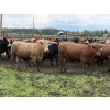 Image 5 : Bruce & Judy Dickson - 943# June Delivery Steers - 63 Head (Leslieville, AB)