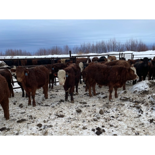 Wayne Megli - 750# February Delivery Steers - 80 Head (Carrot River, SK)