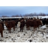 Image 1 : Wayne Megli - 750# February Delivery Steers - 80 Head (Carrot River, SK)
