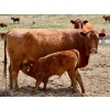 Image 2 : Meyer Cattle Inc. - 10 Red Angus X 4th Calf Pairs (Lethbridge, AB)