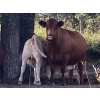 Image 8 : Lindy Greig - 510# October Steer Calves - 45 Head (Nanton, AB)