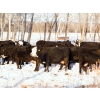 Image 4 : Coteau Ranch - 1350# Cows - 45 Head (Kisbey, SK)